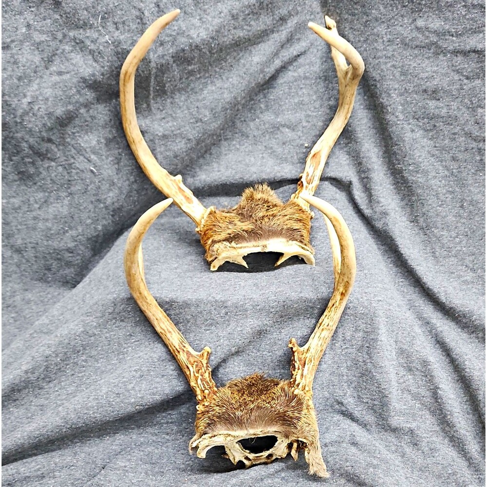 Whitetail Deer Antler Mounts Skull Caps European Mounts Set Of 2 As Pictured